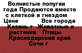 Волнистые попугаи, 2 года.Продаются вместе с клеткой и гнездом. › Цена ­ 2 800 - Все города, Казань г. Животные и растения » Птицы   . Краснодарский край,Сочи г.